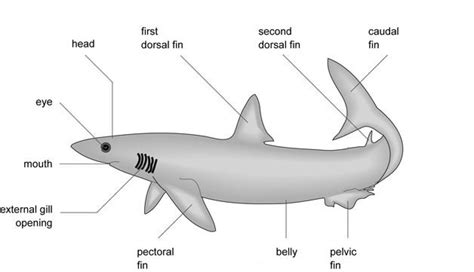 Shark Anatomy Pics « zibeja96