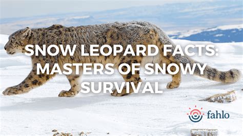 9 Snow Leopard Facts: Masters of Snowy Survival – Fahlo