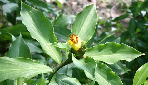 8 Least Known Health Benefits of Insulin Plant - lifeberrys.com