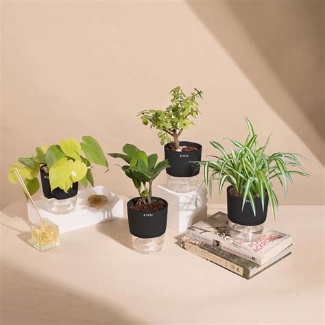 KYARI Zamia Green (ZZ)-Golden Money-Jade-Spider Combo of 4 Indoor ...