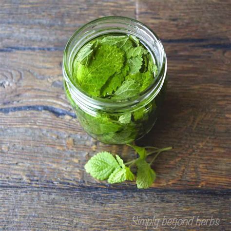 How to make Lemon balm tincture - SimplyBeyondHerbs