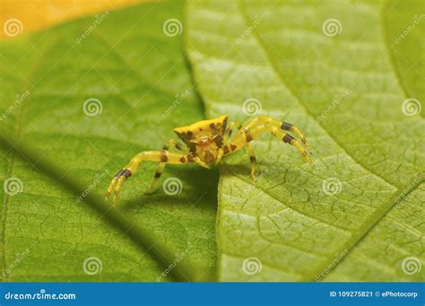 Crab Spider, Thomisidae Kaas, Maharashtra Stock Image - Image of india ...