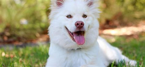 This Man Can Only Stand Cultured Dogs As He Abandons His Dog For Having ...