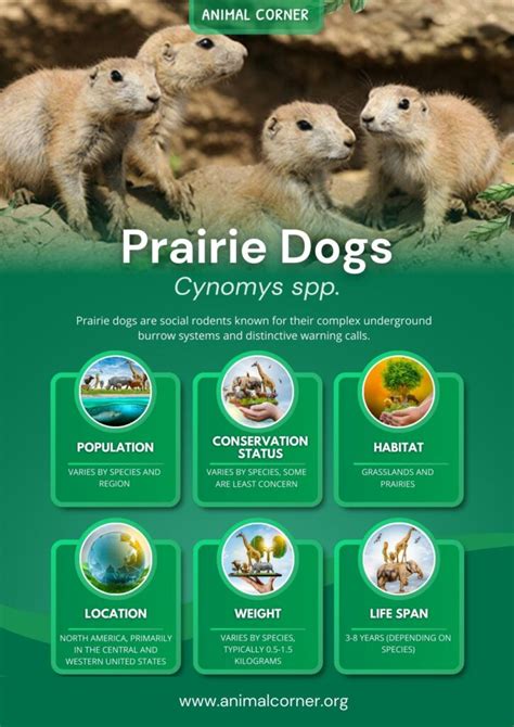 Image result for Domesticated Prairie Dogs
