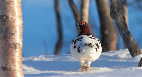 Icons of the mountains - Population ecology and trophic interactions of iconic vertebrates in ...