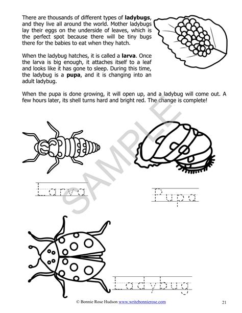 Image result for Learning Life Cycles