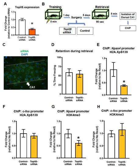 DNA Double-Strand Breaks Are a Critical Regulator of Fear Memory ...