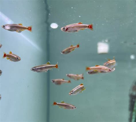 White Clouds /mountain minnows (Tanichthys albonubes) – Tropical Aquarium