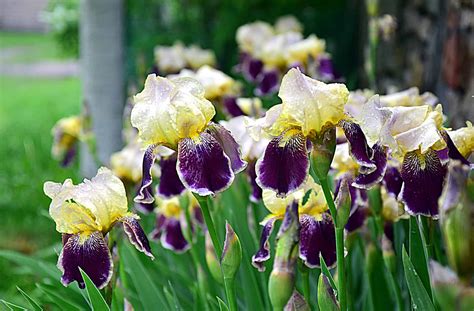 10 Types of Iris and How To Tell Them Apart - A-Z Animals