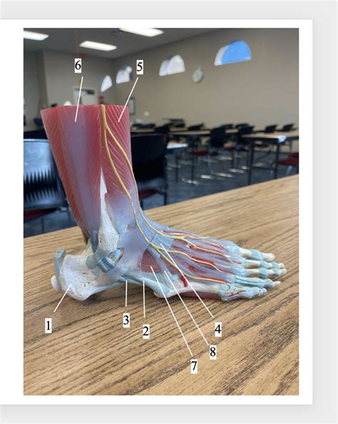 Image result for Toe Lateral View