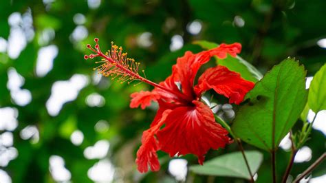 Discover The National Flower of Puerto Rico: Flor de Maga's Flower - A-Z Animals