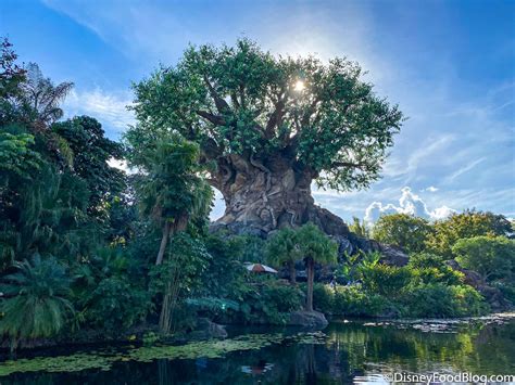 savor the savanna | the disney food blog