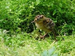 ZooLex Exhibit - Borealia