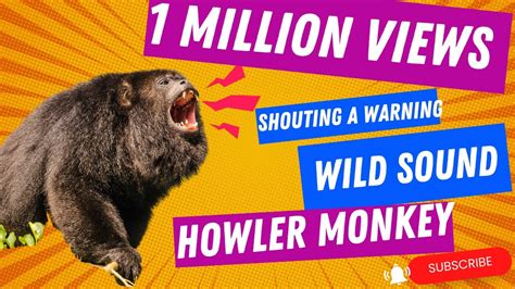 Wild Howler Monkey Sound: Hear the Rare Warning Roar of an Alpha Male ...