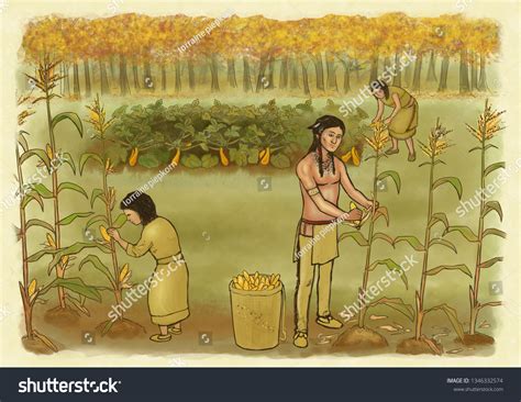 1 Native americans picking corn squash Images, Stock Photos & Vectors ...
