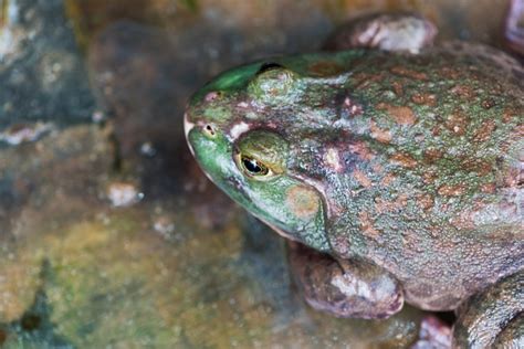 Image result for Frog Splits Stretch Tutorial