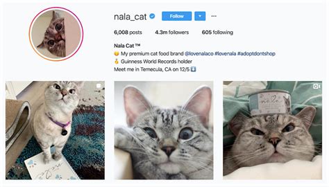 https://socialbook.io/blog/content/images/wordpress/2019/12/Nala-the-Cat.jpg