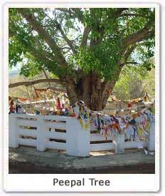 Peepal (Ficus religiosa), Peepal (Buddha Tree) in India, Peepal Sacred ...