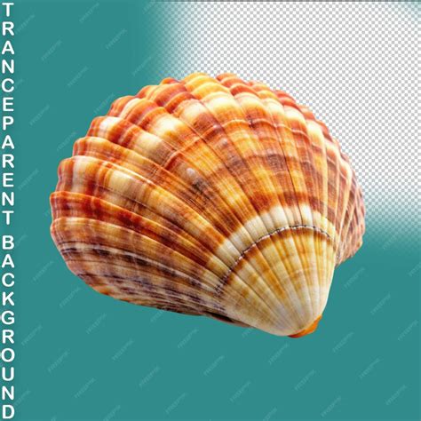 Image result for Shell Background Animate
