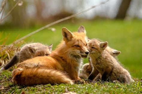Kitsune: The Trickster Fox Spirits of Japan - Animals Around The Globe