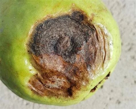 Top 5 Strategies for Controlling Anthracnose of Guava Leaf Disease