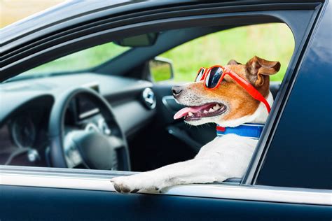 Are dogs allowed in Uber, Lyft and Chicago Taxis? - Windy City Paws