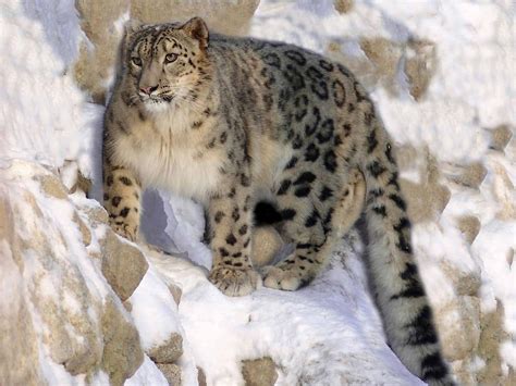 Snow Leopard in India