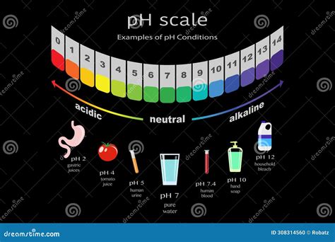 Scale Of Ph Value For Acid And Alkaline Solutions, Infographic Acid-base Balance. Scale For ...