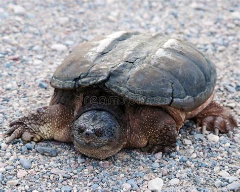 Image result for Smooth Shell Snapping Turtle