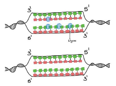 How Does DNA Replicate 的图像结果
