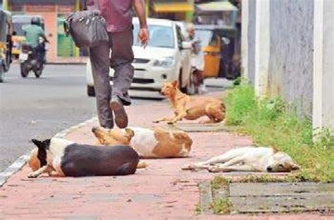 Capital threat: canine killers on prowl in Thiruvananthapuram