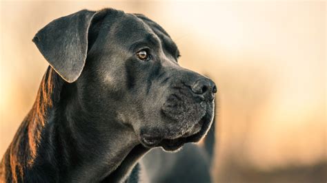 Cane Corso Dogs Attack 的图像结果