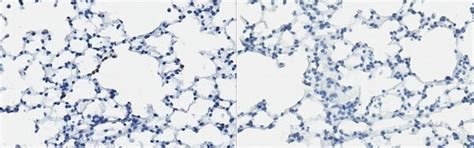 Anti-RTN4IP1 Antibody, clone NIMP‐R14 | MABC961
