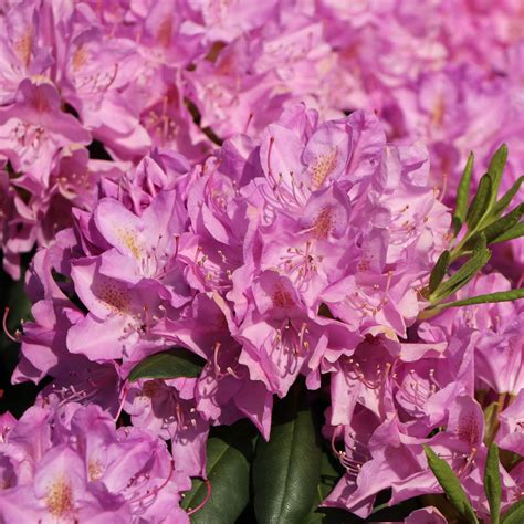 Rhododendron 'Roseum Elegans' - Rhododendron Hybride 'Roseum Elegans ...