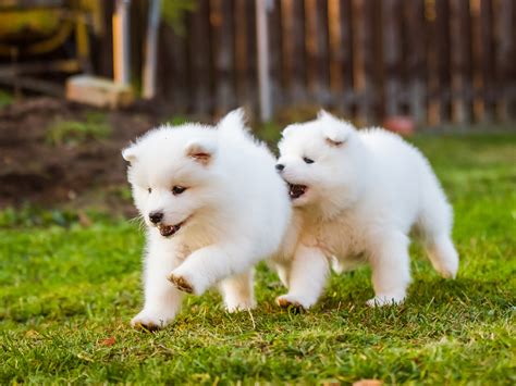 Samoyed Puppy