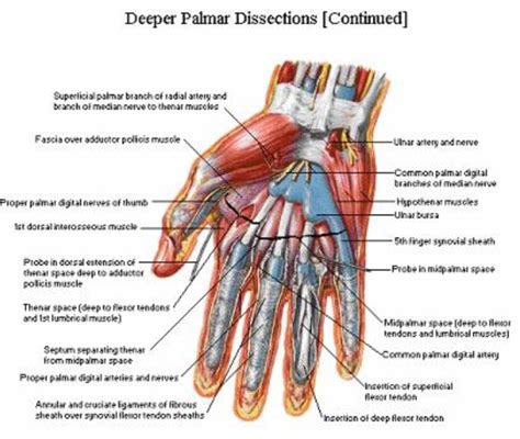 Surface Anatomy Of The Hand