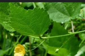 Very rare medicinal Plant of Pazham paasi/Nila Thuthi live Plant - 1 No ...