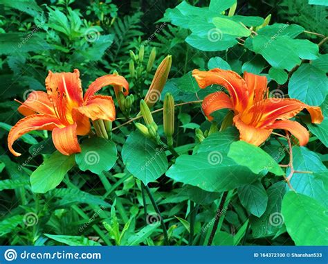 Day Lilies Flower