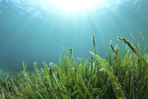 What Organisms Eat Seaweed? | Sciencing