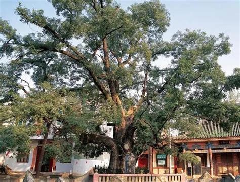 我国仅存5株！5000岁以上古树“寿星”都在陕西！