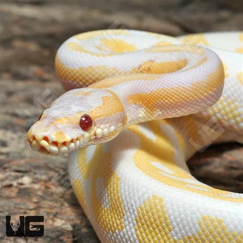 Image result for Lavender Spider Ball Python