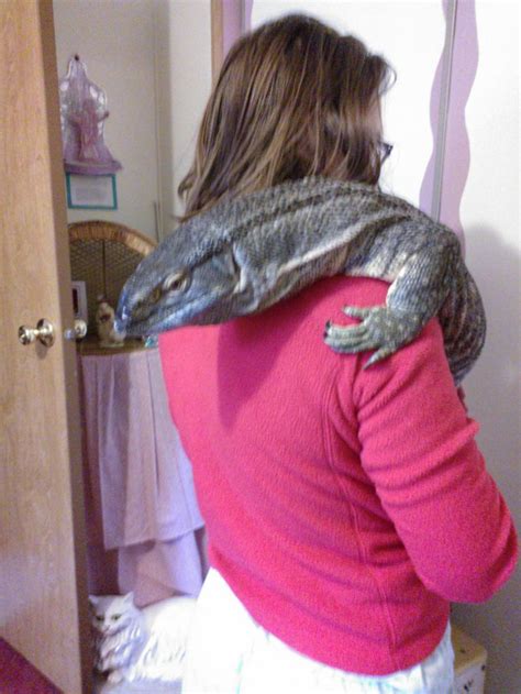pet lizard monitor