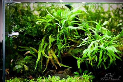 Image result for How to Trim a Java Fern