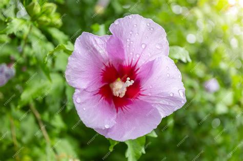 Premium Photo | Korean national flower in the name rose of sharon or ...