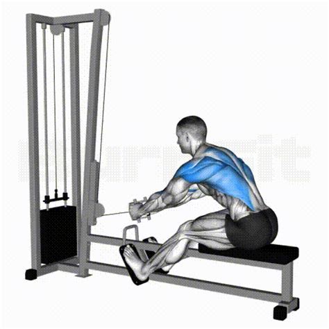 Image result for Cable Row Muscles