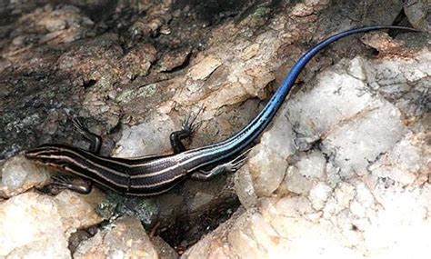 Blue-tailed Skink - Facts, Habitat, Diet, Life Cycle, Pictures, and More