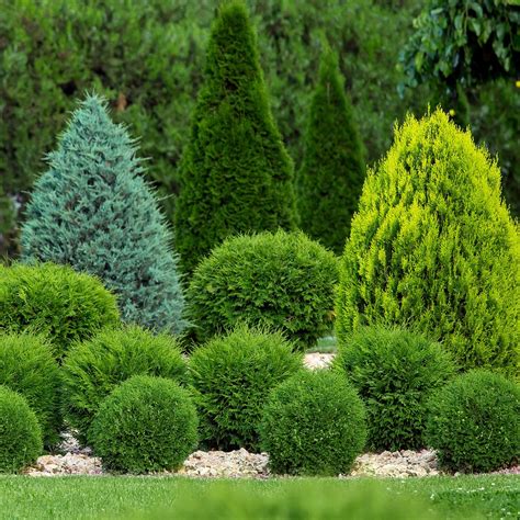 Grow These 4 Native Evergreen Shrubs For Year-Round Beauty | Gardening ...
