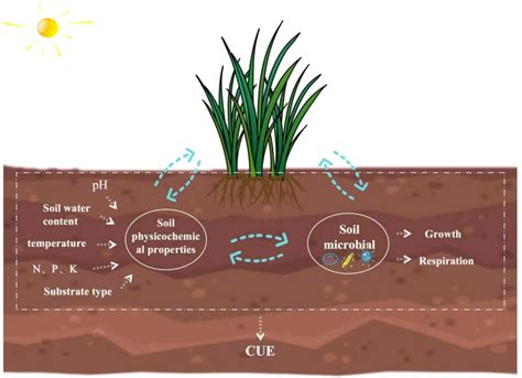 Frontiers | Biotic and abiotic factors affecting soil microbial carbon ...