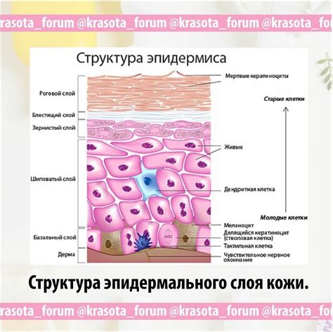 Строение и функции кожи лица в косметологии, что такое кожа!