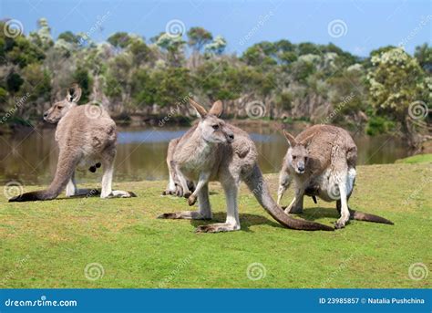 Group of kangaroos stock image. Image of mammal, female - 23985857